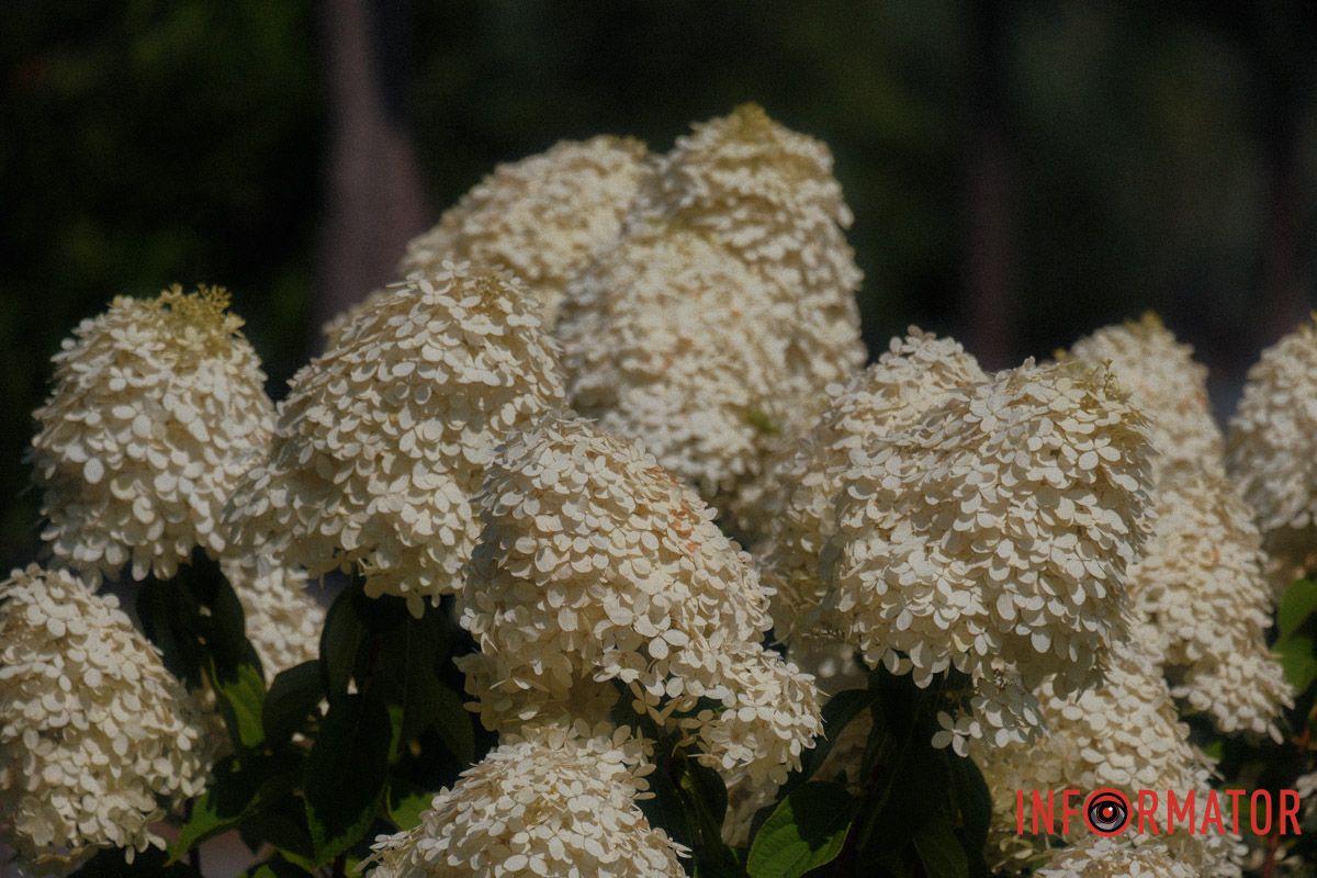 Гортензія знає, як виглядати розкішно