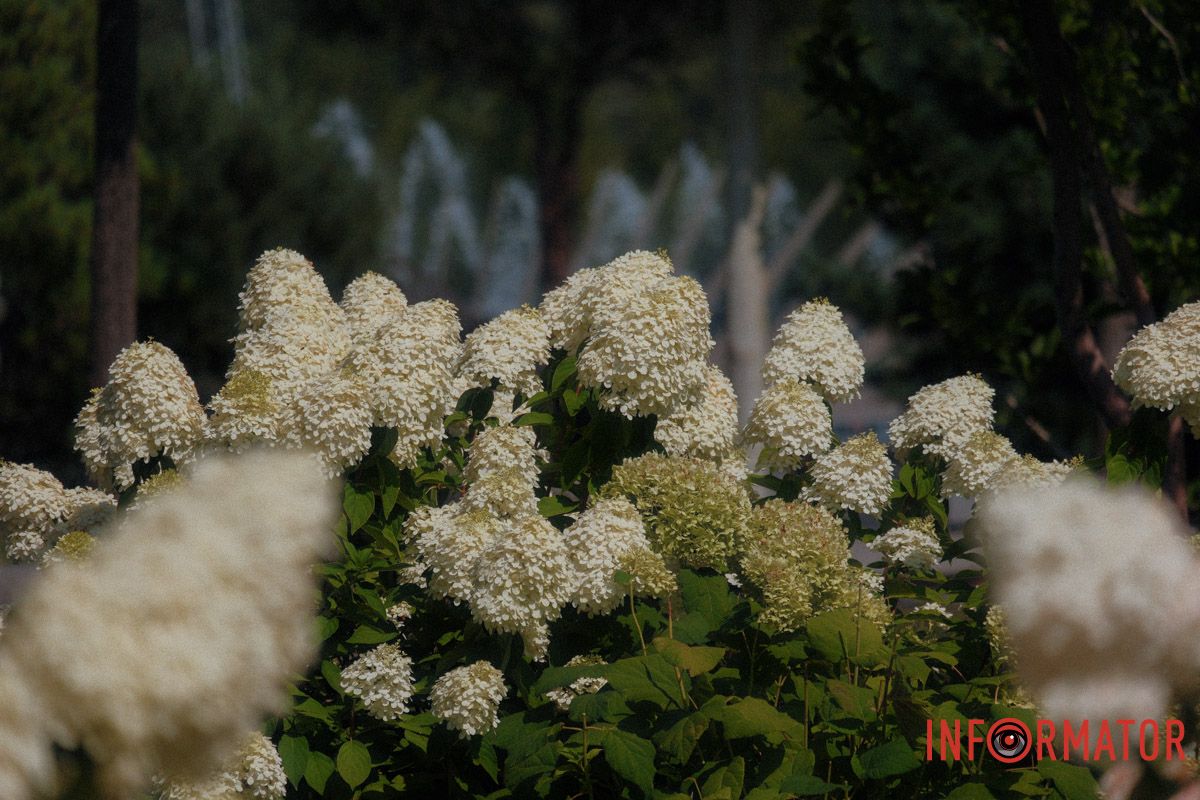 Кольори літа в кожній пелюстці