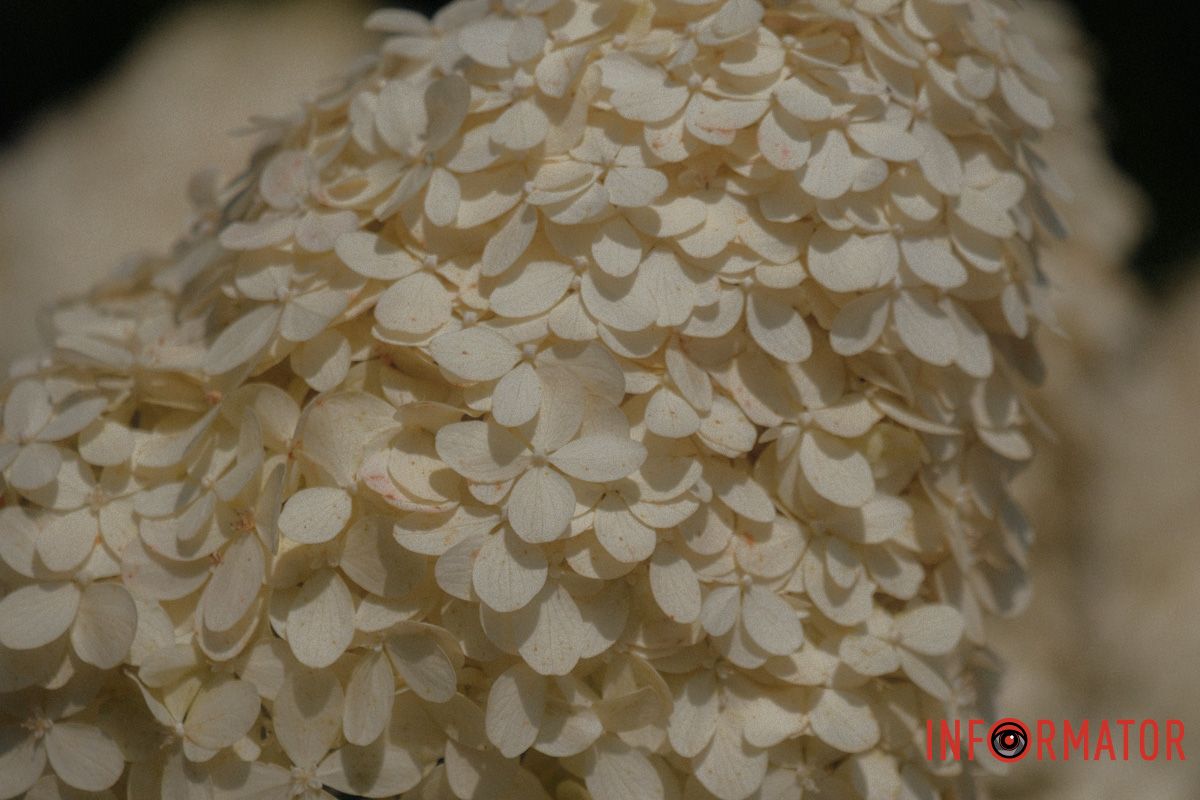 Гортензії — як мрія, що розцвітає