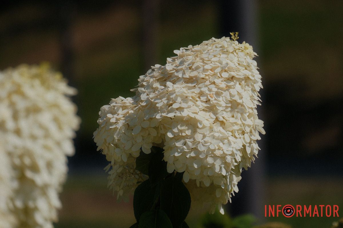 Вибух ніжності в одному суцвітті