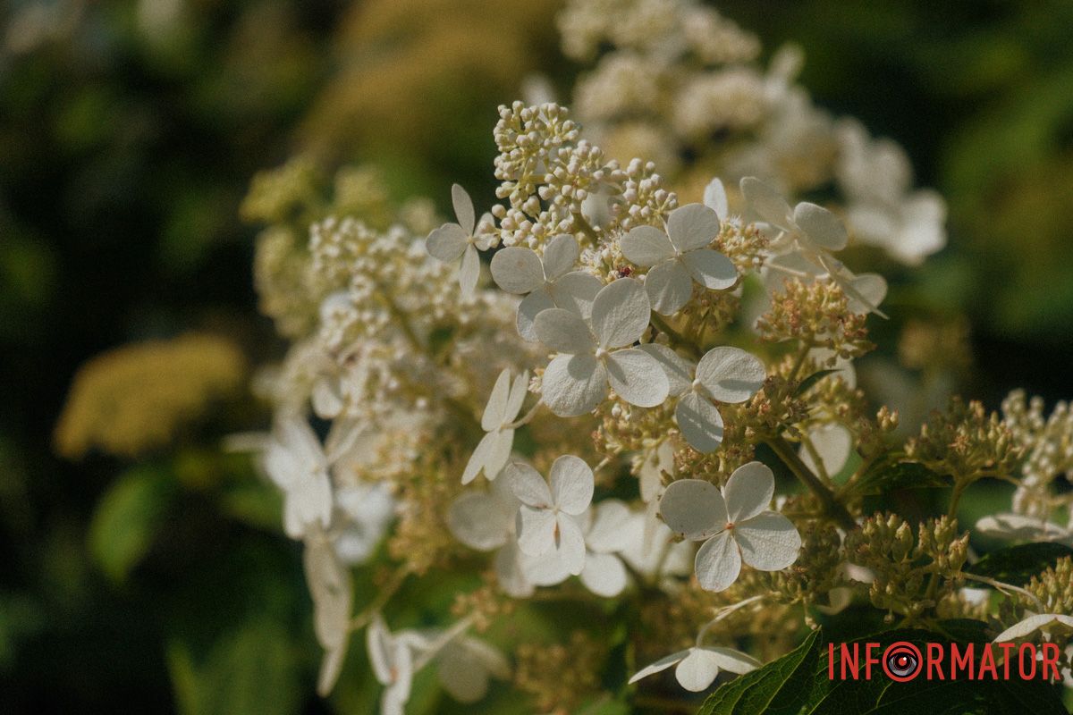 Квіти, що говорять мовою емоцій