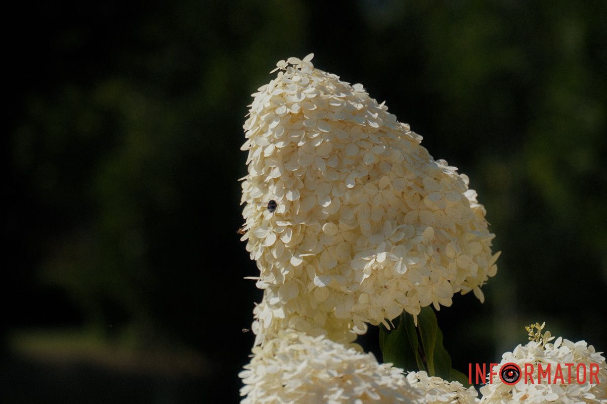 Гортензії в сквері — як мрії на землі