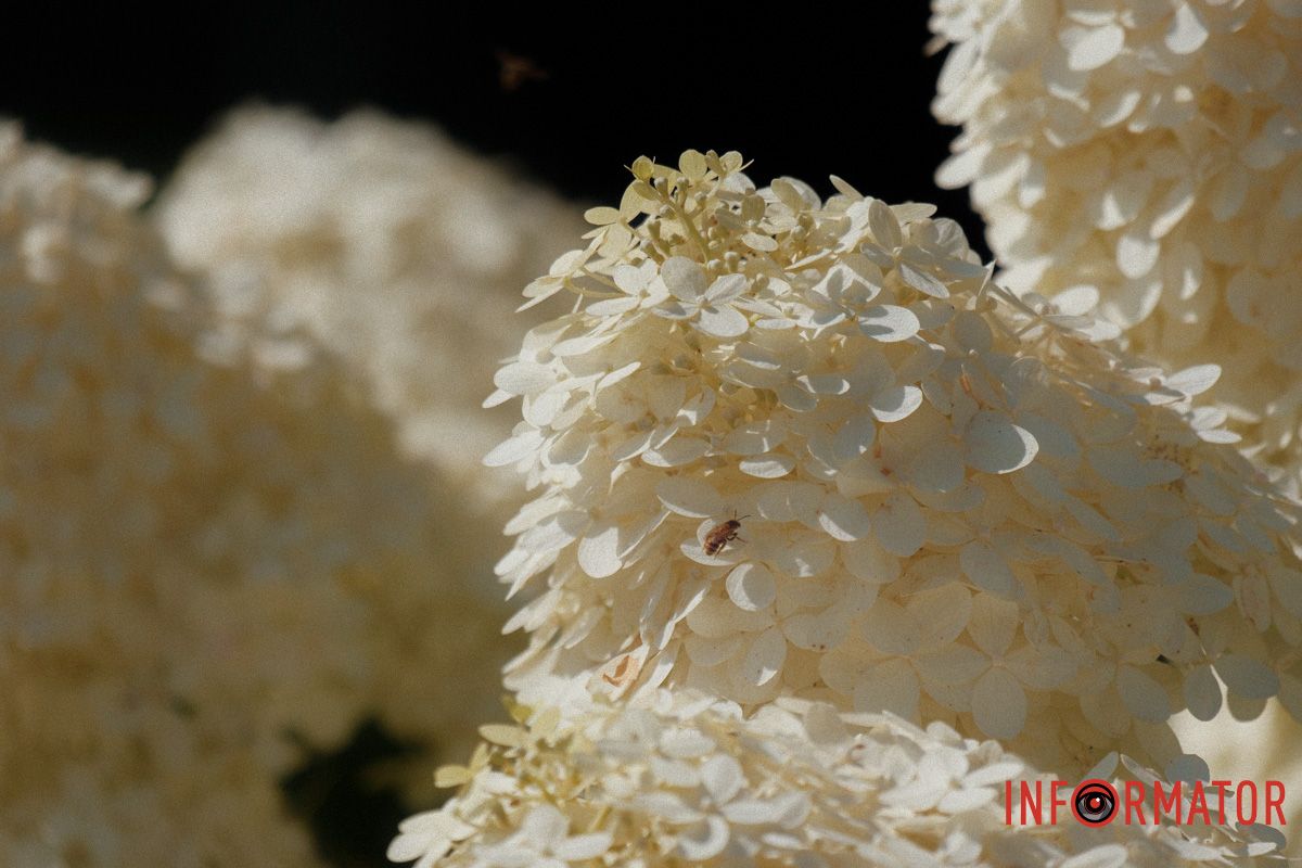 Вибір серця — завжди гортензія