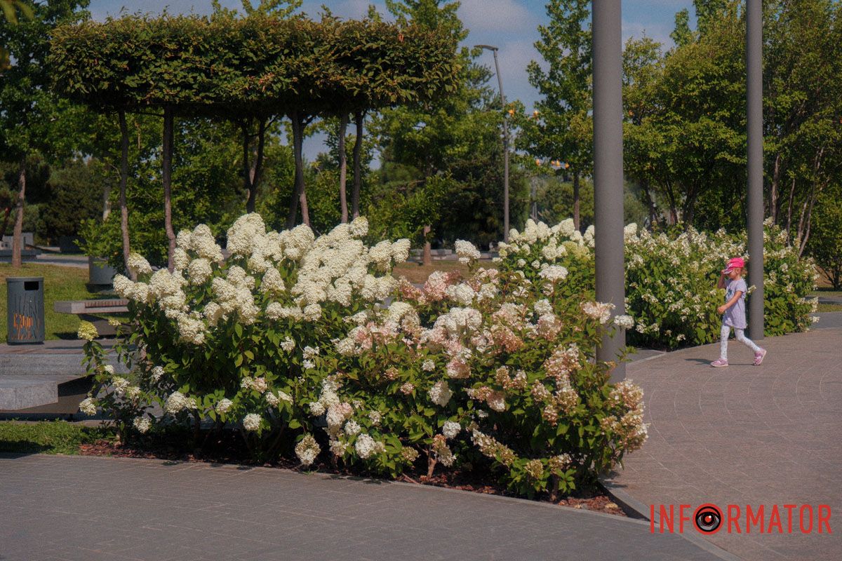 Коли хочеться ніжності — диввться на гортензії 