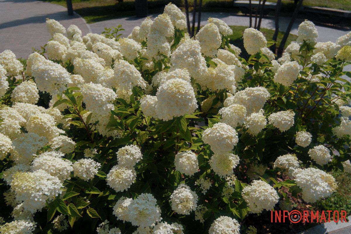 У кожній гортензії — трохи чарів