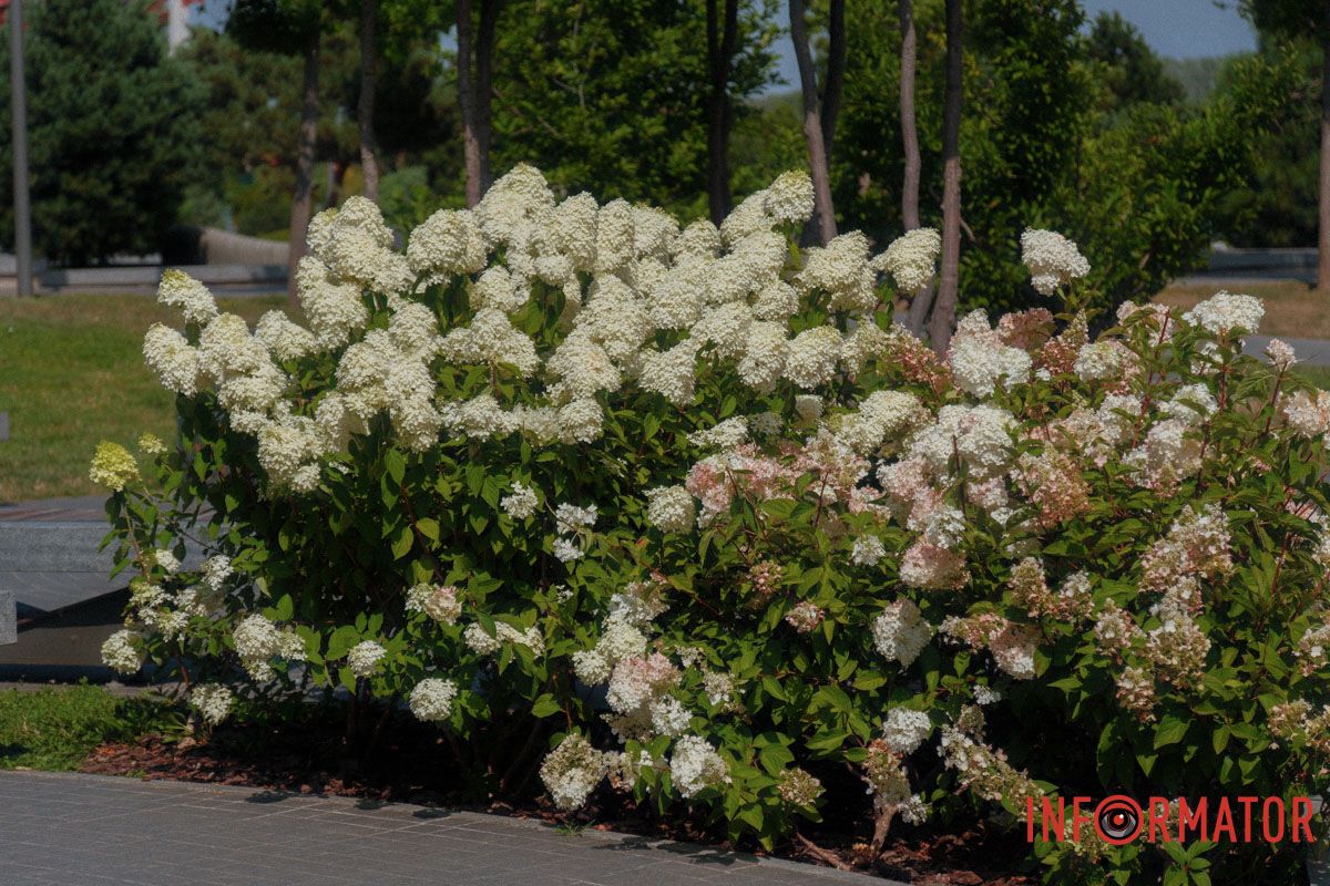Ті самі квіти, що змінюють колір