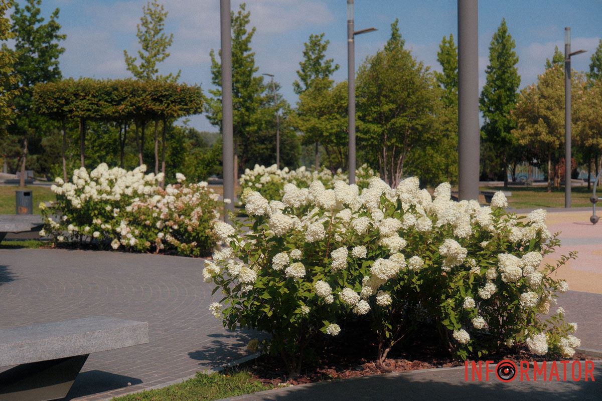 Відтінки щастя в одному кущі