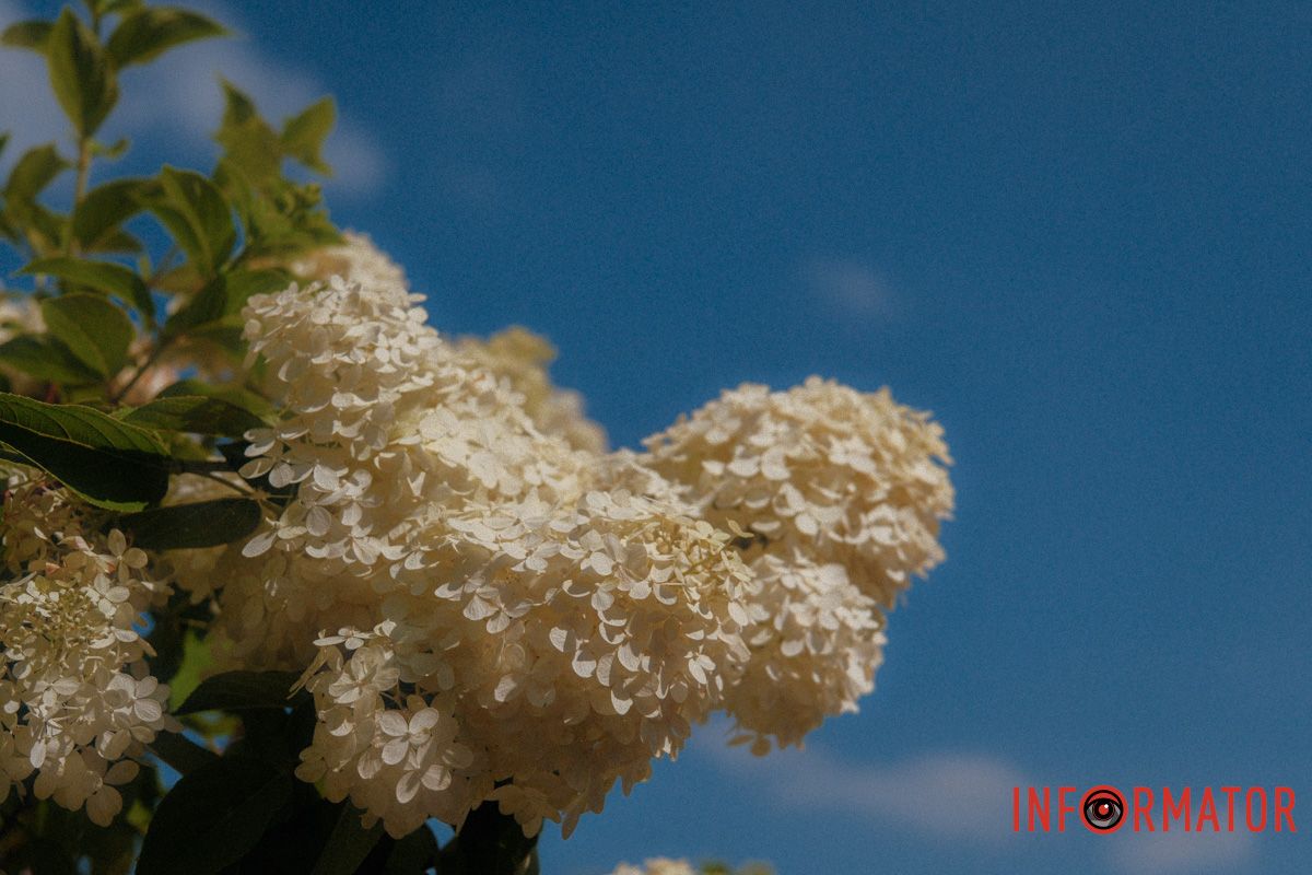 Садові нотки романтики