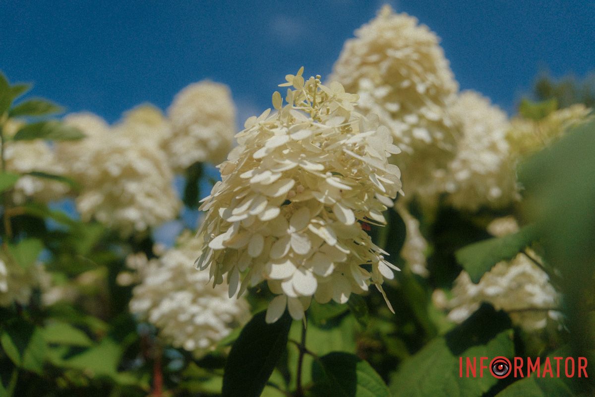 Гортензія: вишукана простота природи