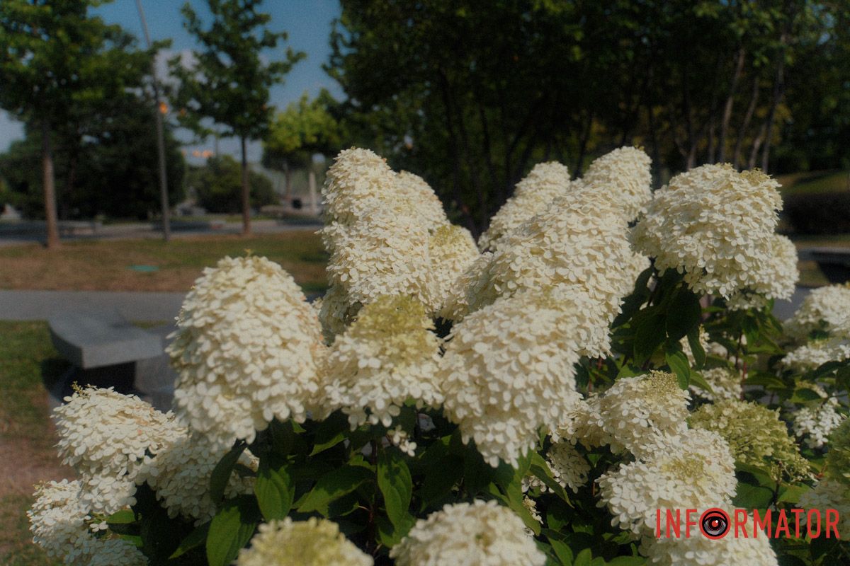 Квіти, які не потребують слів