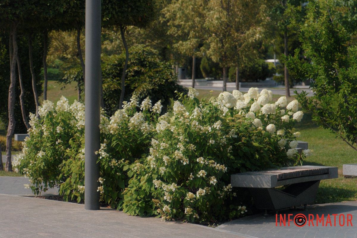 Пелюстки, що вловлюють літо