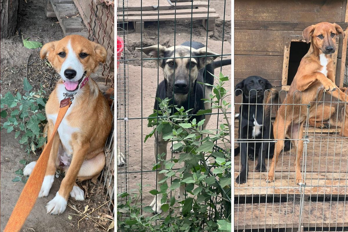 У притулку мешкають 92 хвостики