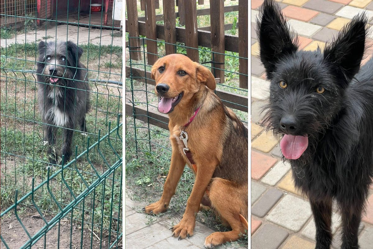 Можливо, один з них чекає саме на вас