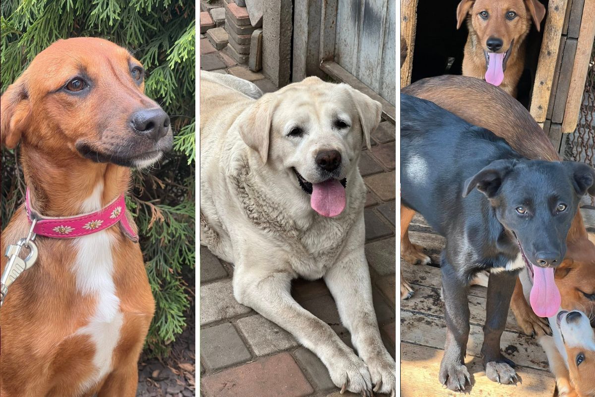 Мініпритулок "Промінчик надії"