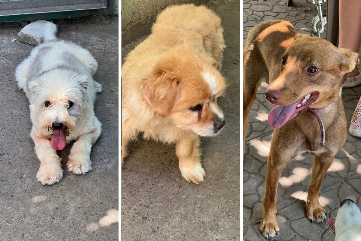 42 кішки та 50 собак