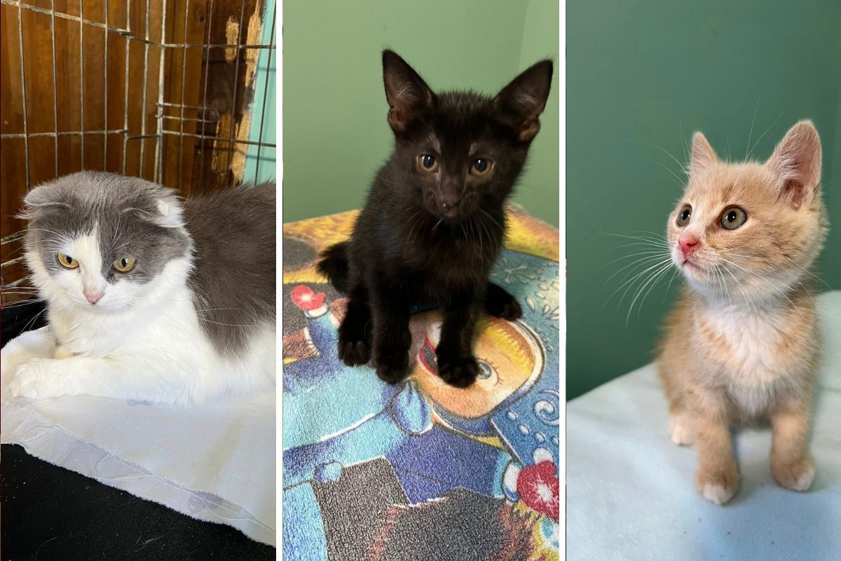 З надією на турботу у нових родинах