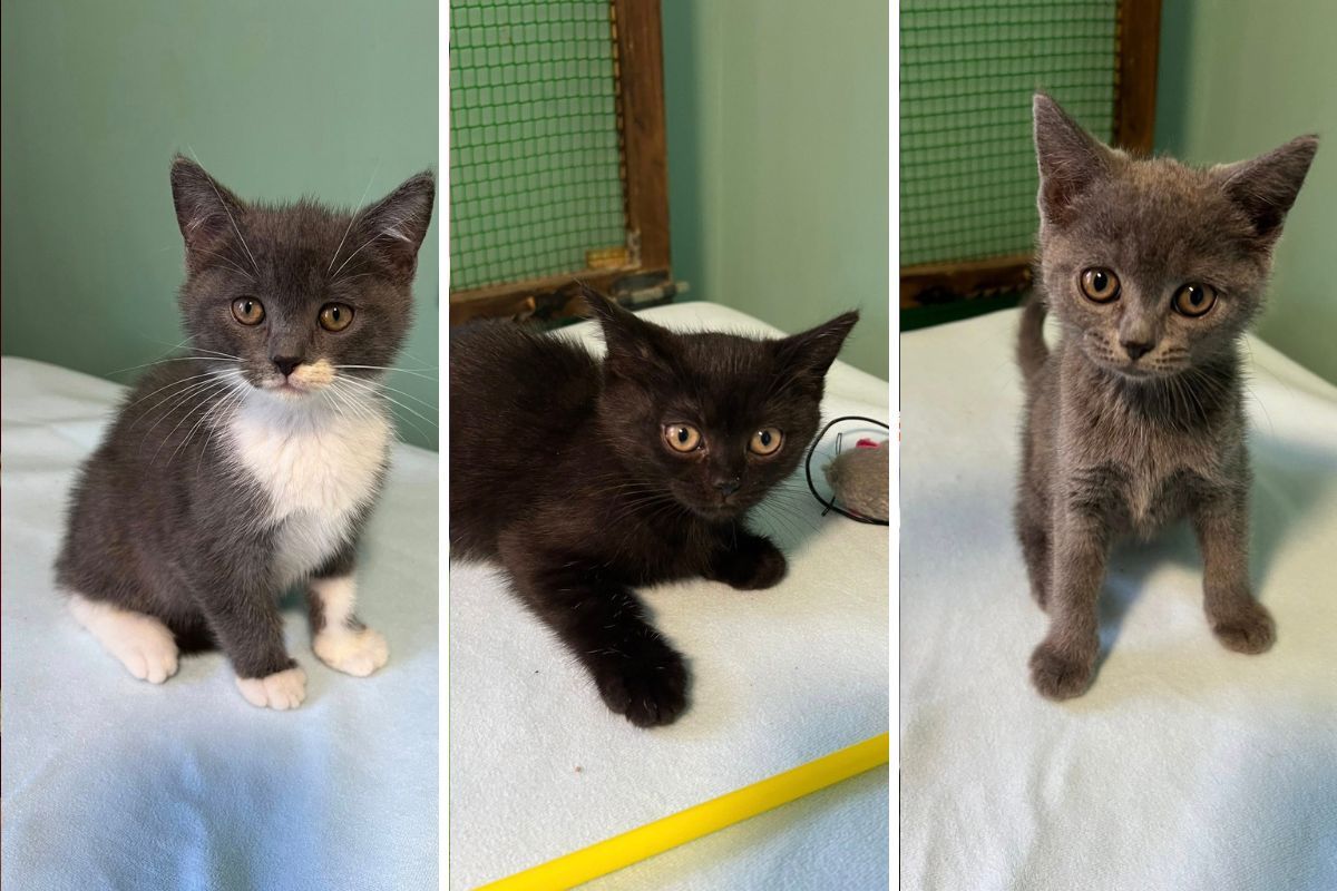 Тільки погляньте в ці оченята