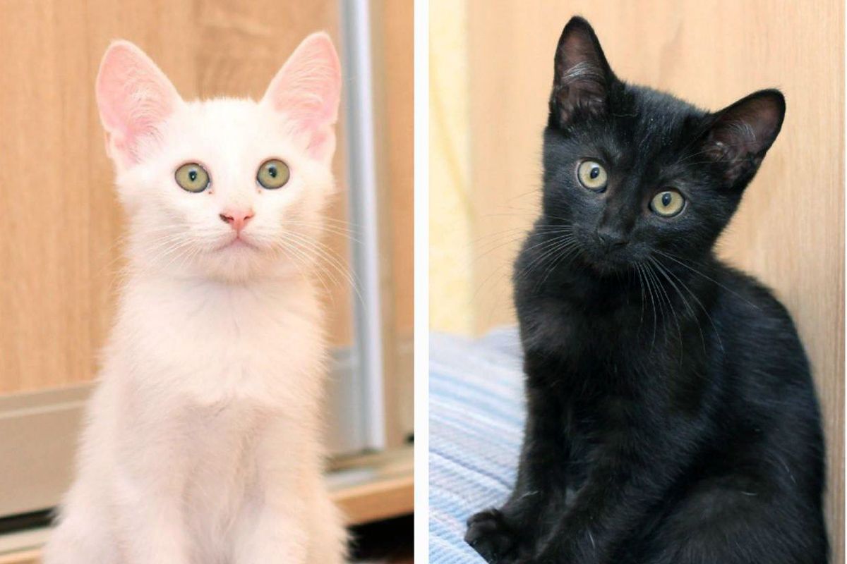 Білий котик і чорна кішечка