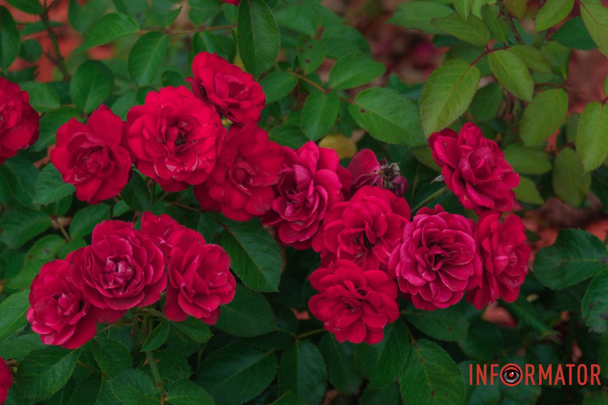 Пчелы работают