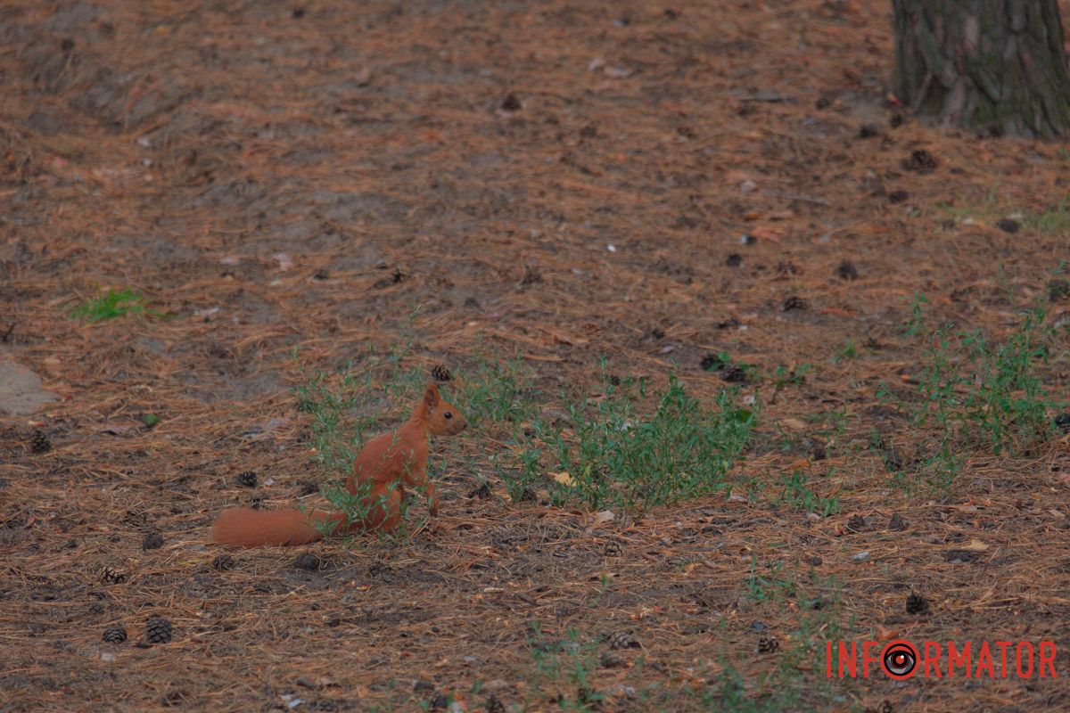 Белка в поисках орешка