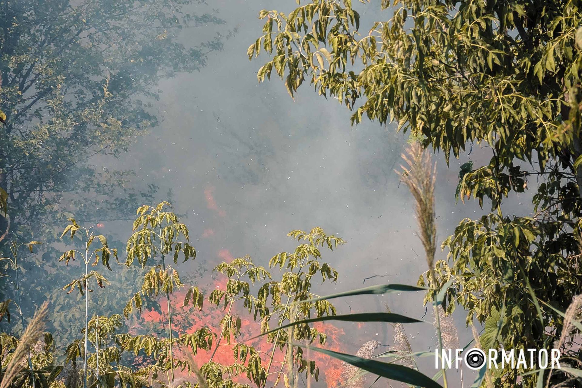 Вогонь розійшовся на великій площі