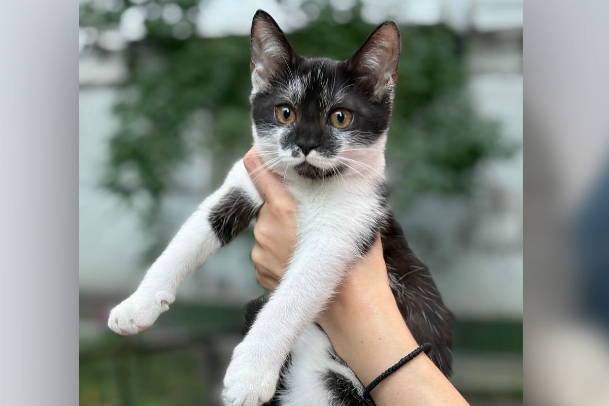 Котенок из Покровска