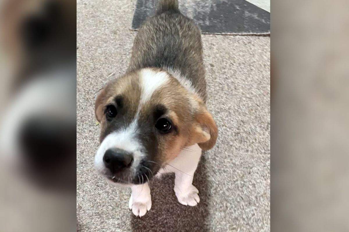 Божья коровка