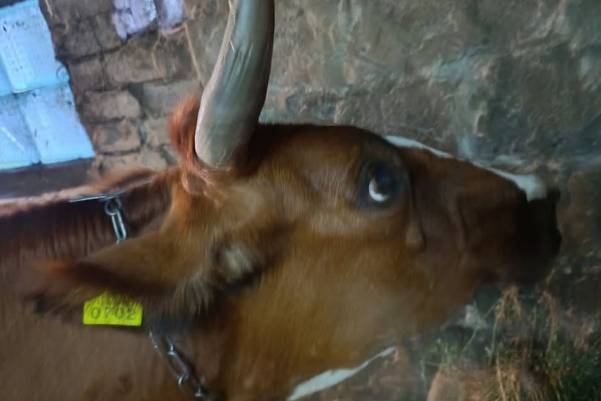 Она также предоставила документы, подтверждающие право собственности на животных Она также предоставила документы, подтверждающие право собственности на животных