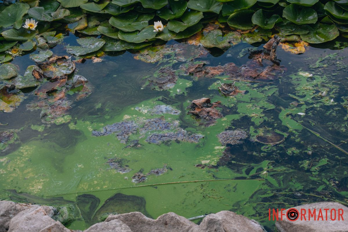 В Днепре в яхт-клубе "Сич" зацвела вода В Днепре в яхт-клубе "Сич" зацвела вода