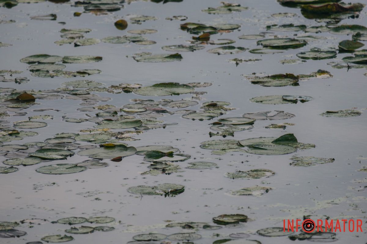 Вода позеленела Вода позеленела