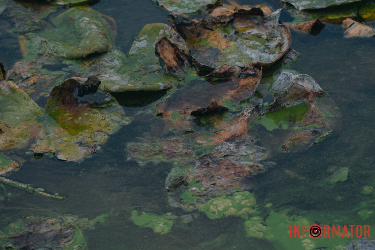 На поверхности плавают водоросли На поверхности плавают водоросли