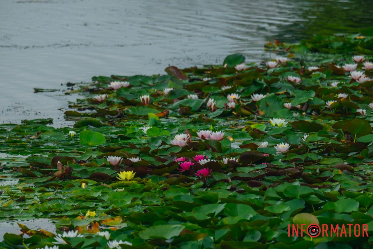Рядом с водой стоит неприятный запах Рядом с водой стоит неприятный запах