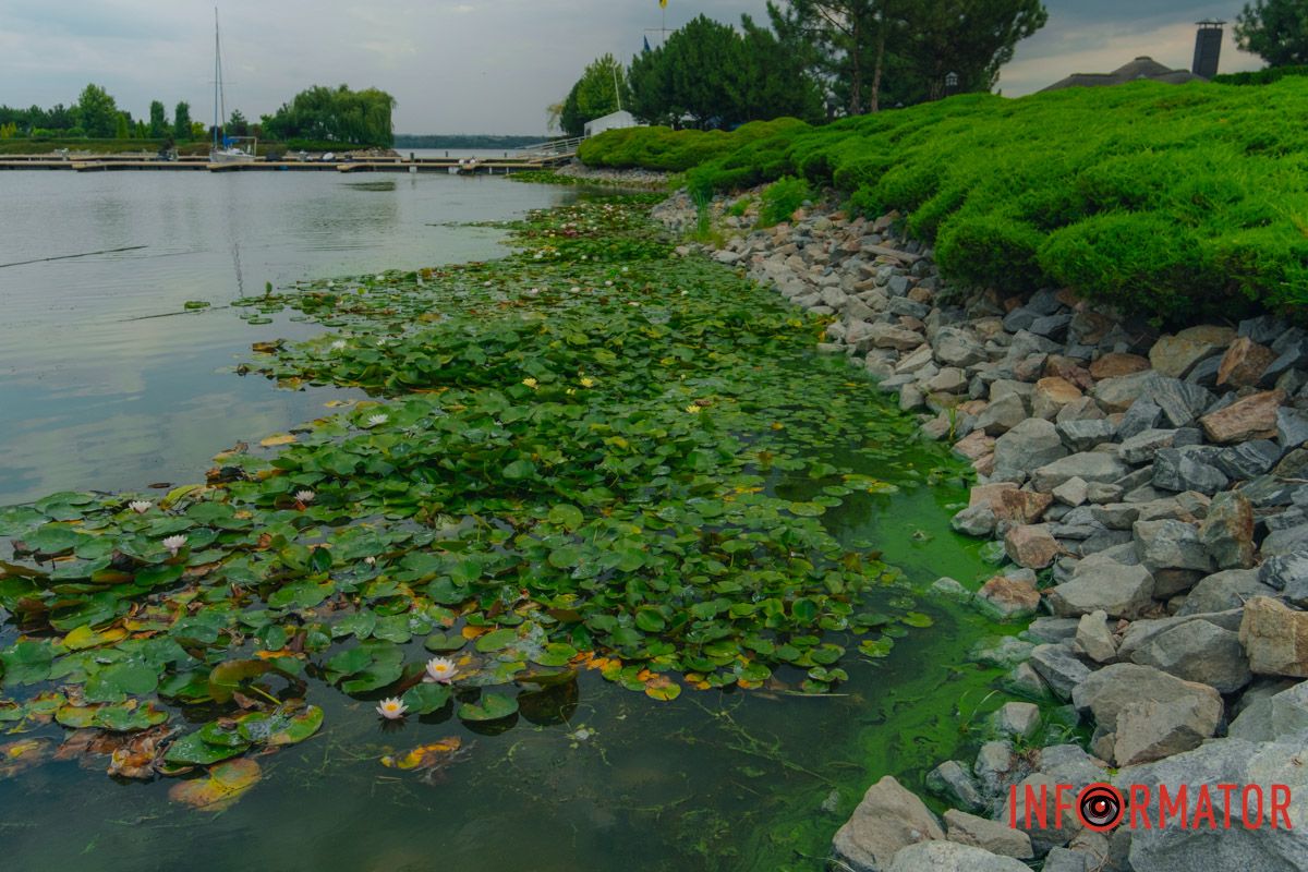 Цветение реки может отрицательно влиять на популяцию рыбы. Цветение реки может отрицательно влиять на популяцию рыбы.
