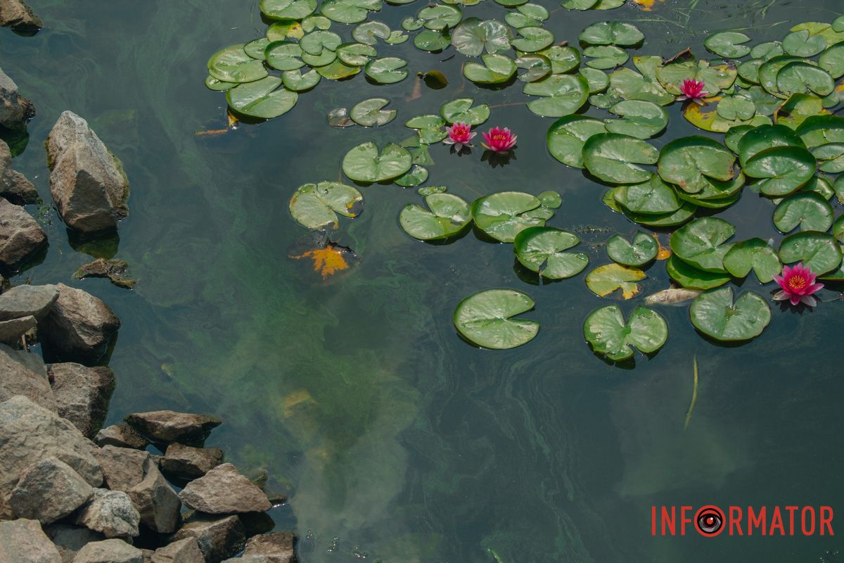 Водяные лилии Водяные лилии