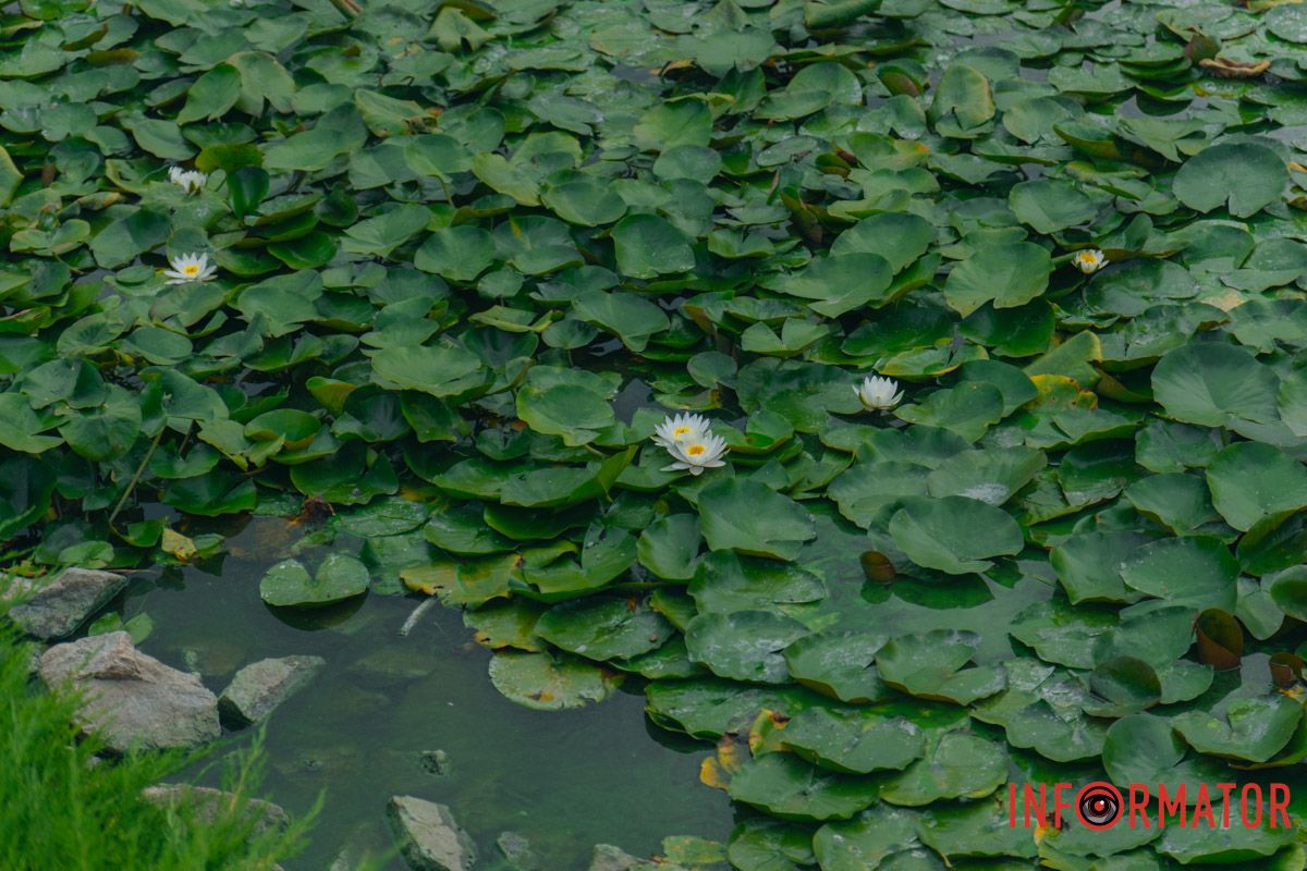 В результате разложения водорослей снижается содержание кислорода в воде В результате разложения водорослей снижается содержание кислорода в воде