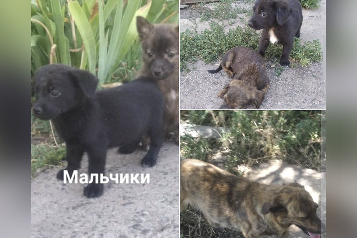 Мать и 7 малышей