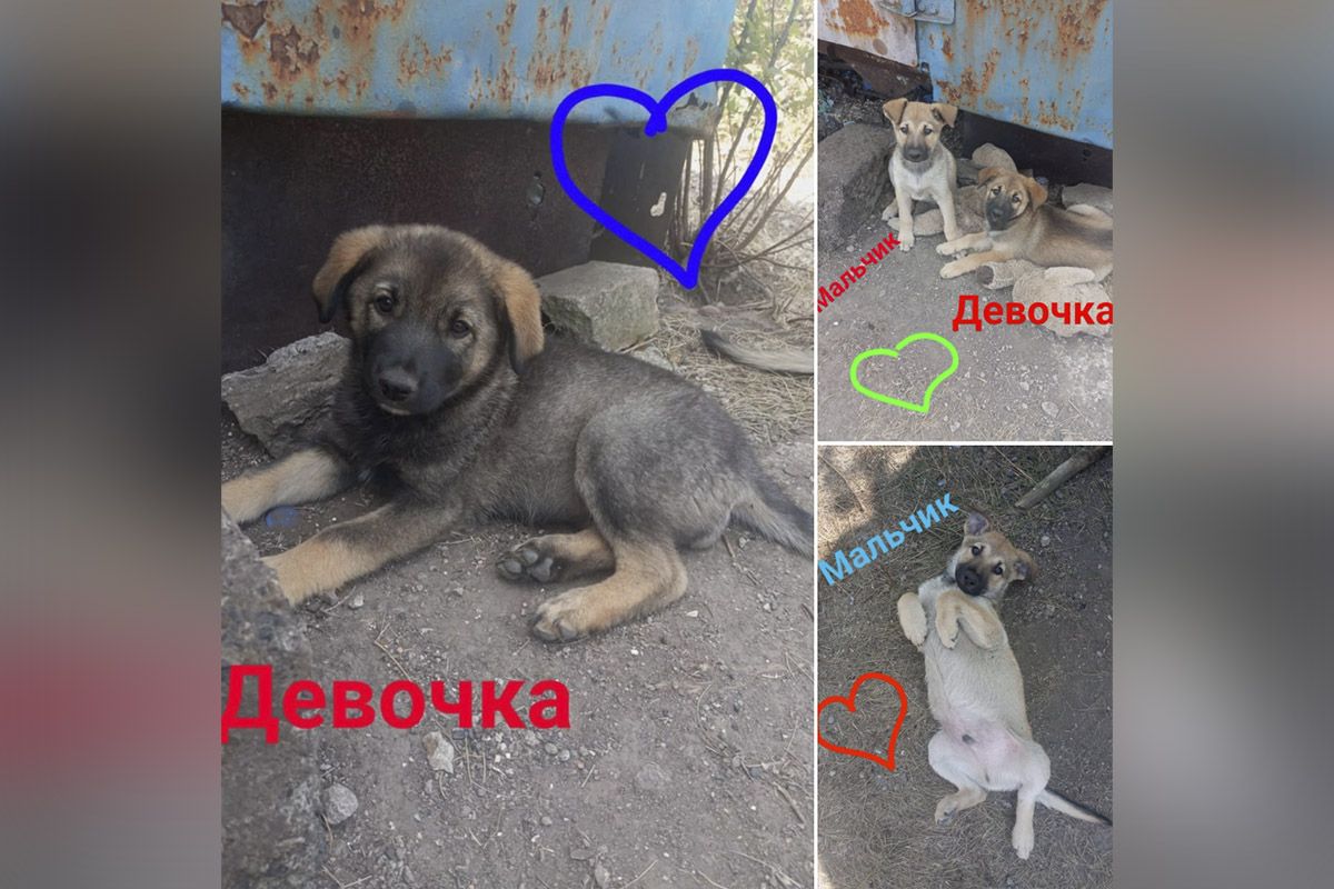 Маленькие щенки