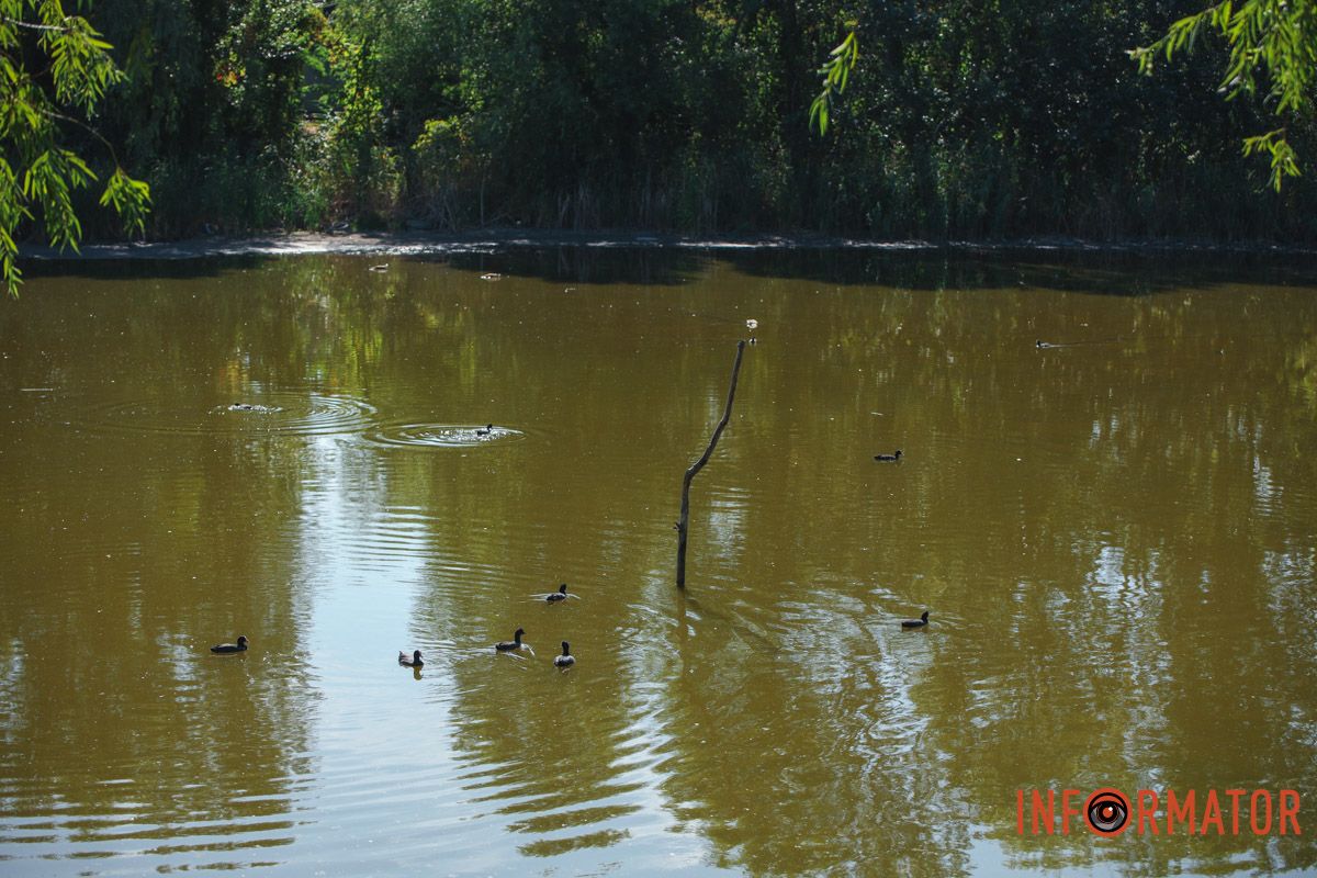 Утки купаются Утки купаются