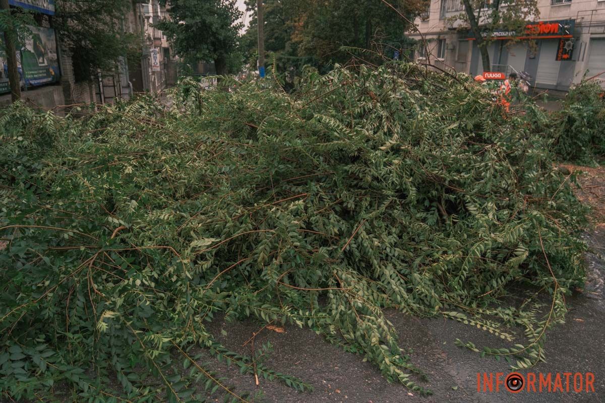 Зелене листя Зелене листя