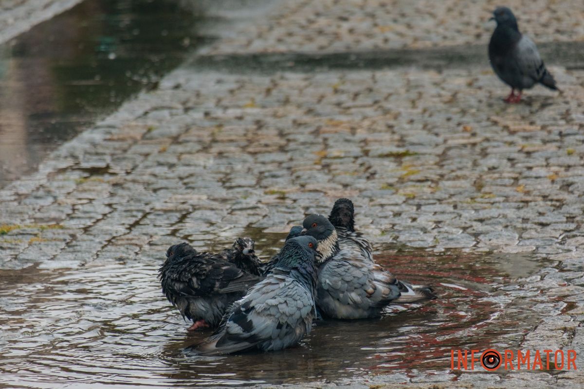 Водні процедури у голубів Водні процедури у голубів