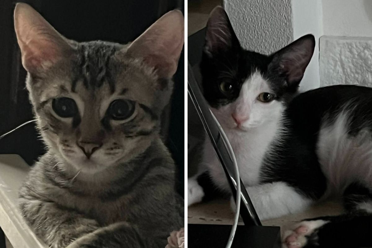 Котята без семьи