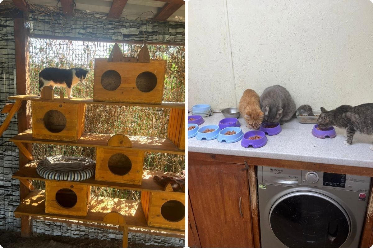 49 собак и 41 котик