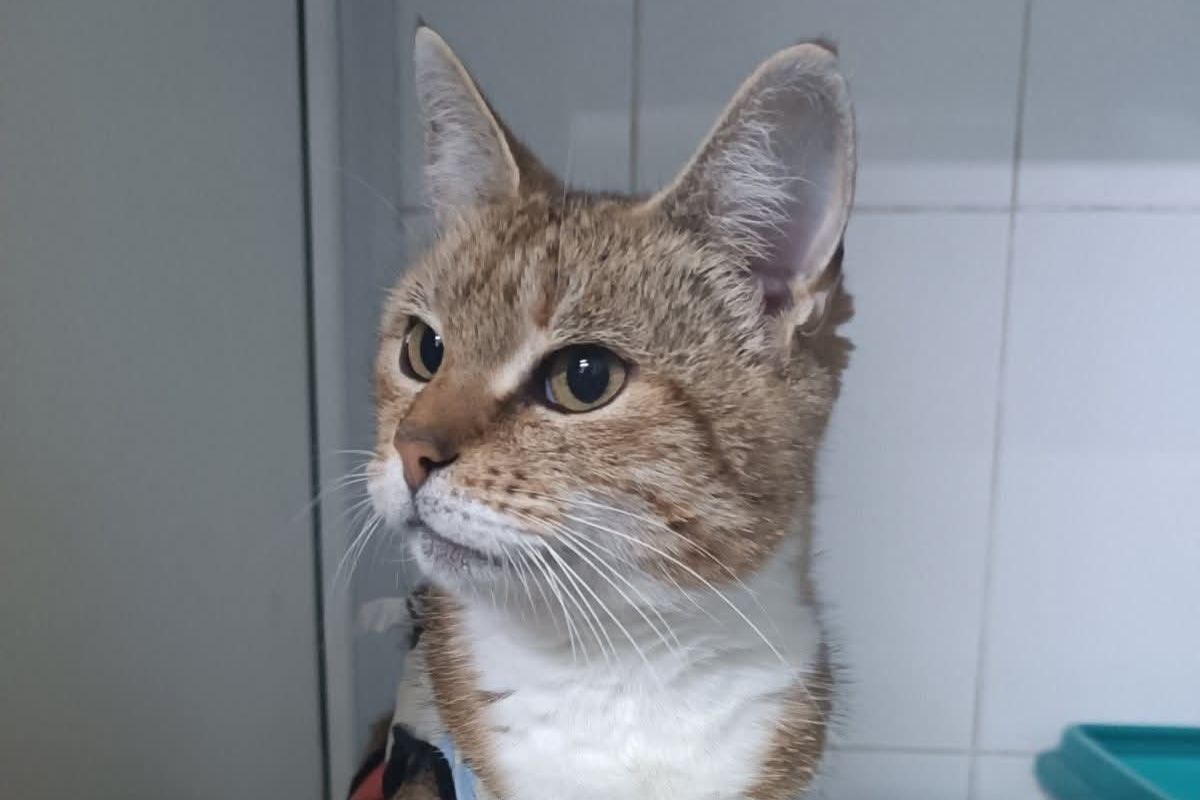 Самотня кішка