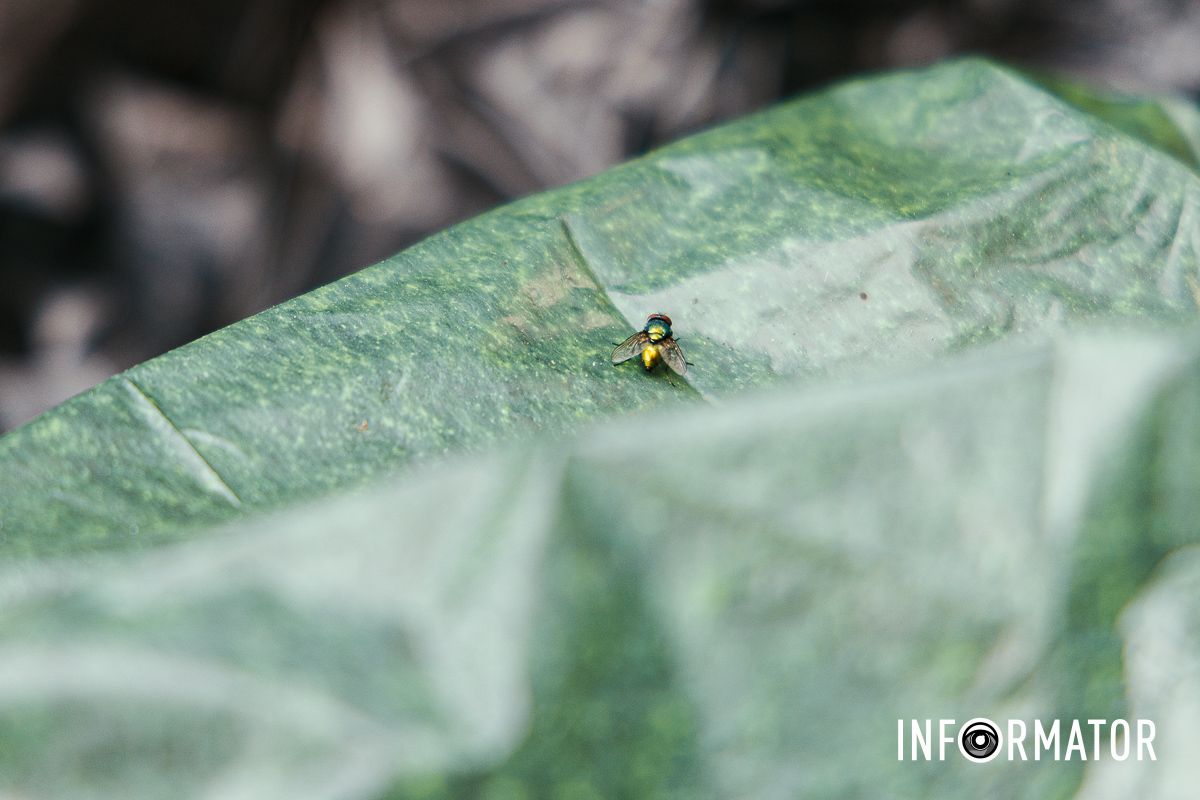Сезон кавунів знову відкрито: у Дніпрі на Івана Акінфієва смердять переповнені сміттєві баки 8