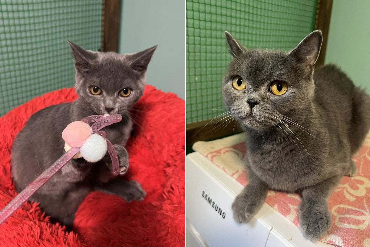 «Все це вбиває моє здоров'я»: у Дніпрі у лікарню потрапила волонтерка, яка опікується притулком із 90 хвостиками, потрібна допомога у прилаштуванні 2