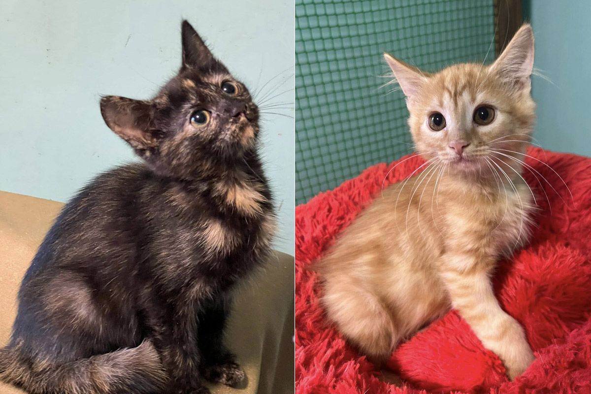 «Все це вбиває моє здоров'я»: у Дніпрі у лікарню потрапила волонтерка, яка опікується притулком із 90 хвостиками, потрібна допомога у прилаштуванні 3