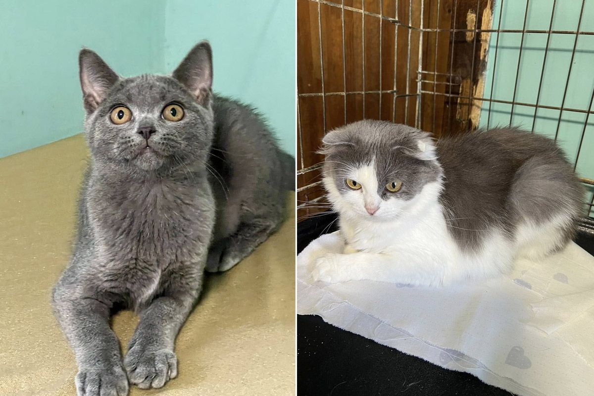 «Все це вбиває моє здоров'я»: у Дніпрі у лікарню потрапила волонтерка, яка опікується притулком із 90 хвостиками, потрібна допомога у прилаштуванні 7