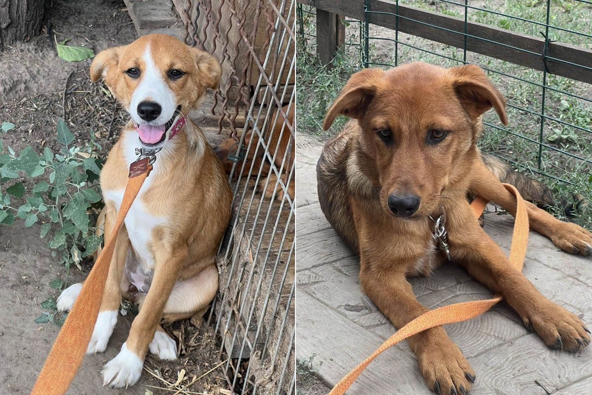 «Все це вбиває моє здоров'я»: у Дніпрі у лікарню потрапила волонтерка, яка опікується притулком із 90 хвостиками, потрібна допомога у прилаштуванні 10