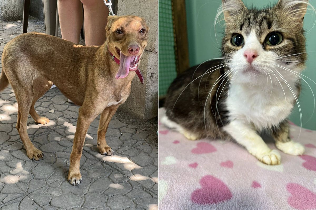 «Все це вбиває моє здоров'я»: у Дніпрі у лікарню потрапила волонтерка, яка опікується притулком із 90 хвостиками, потрібна допомога у прилаштуванні 6