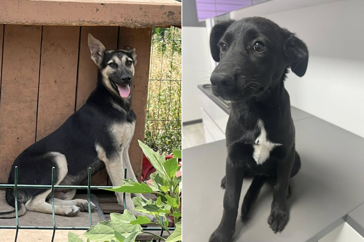 «Все це вбиває моє здоров'я»: у Дніпрі у лікарню потрапила волонтерка, яка опікується притулком із 90 хвостиками, потрібна допомога у прилаштуванні 4